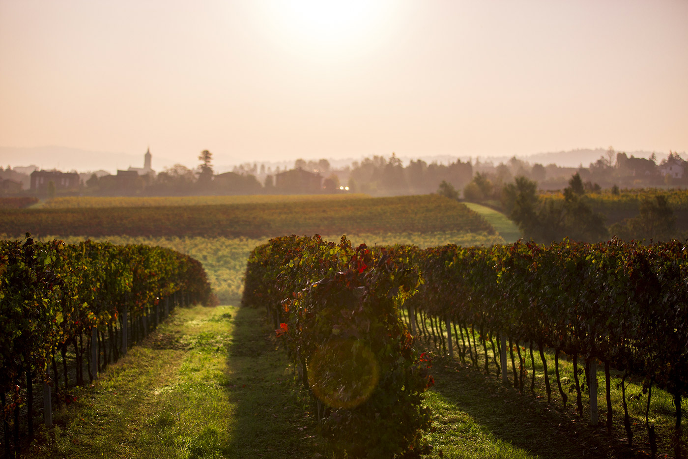 Grape harvesting 2016